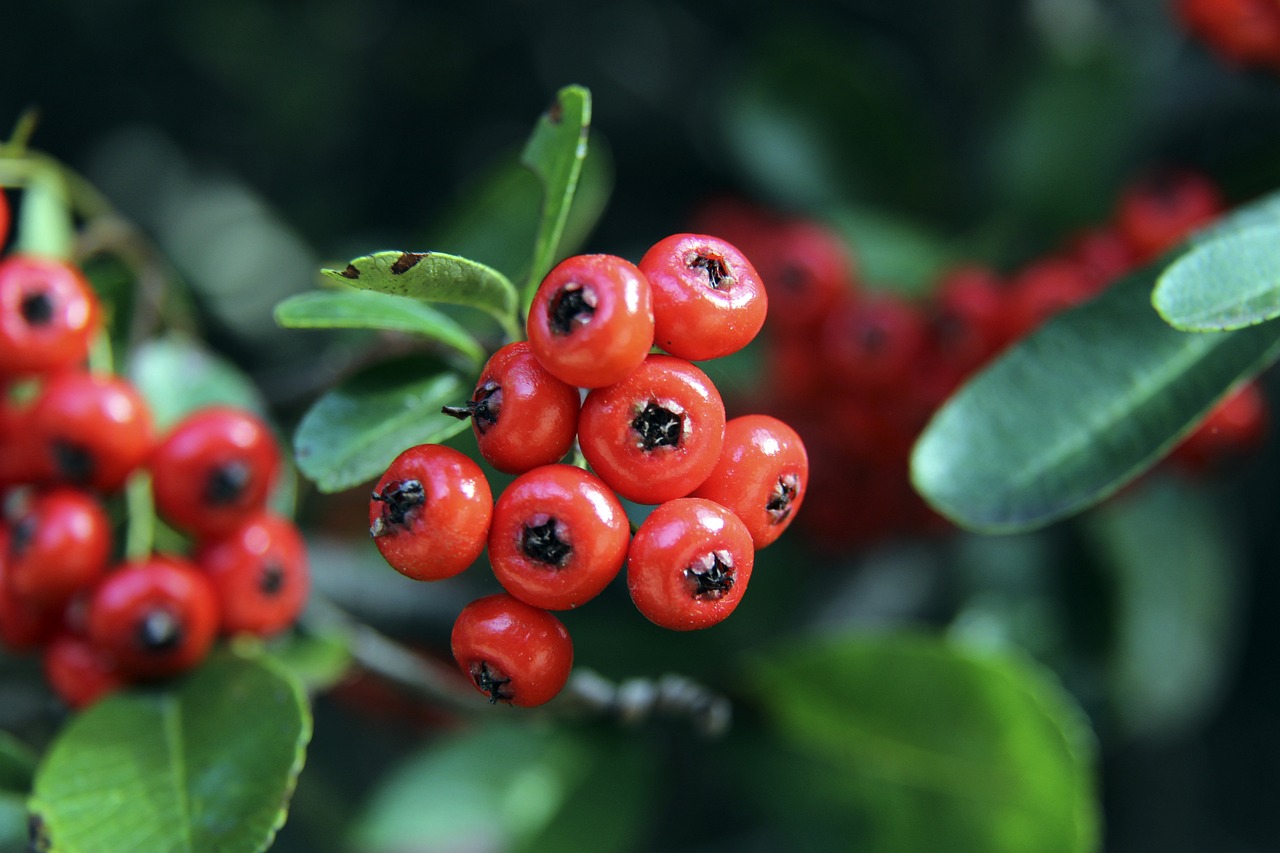 家队在国际 家队在国际