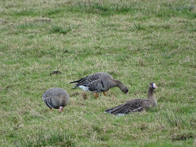 赛事的安排 赛事的安排